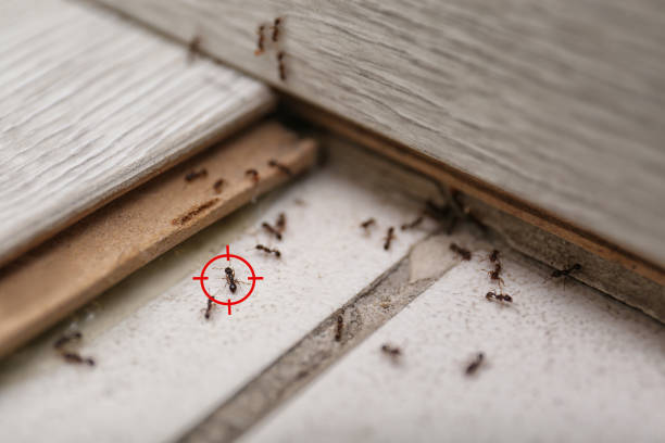 Best Mosquito Control Services  in Kingsville, MD